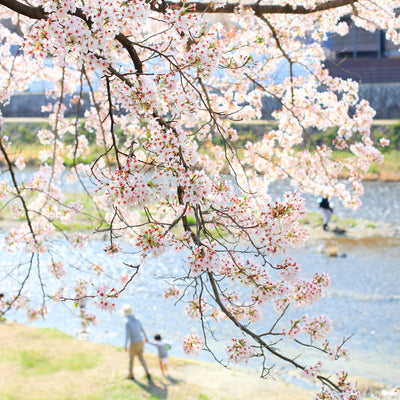 Voyage au Japon : Hanami ou les Cerisier en Fleurs