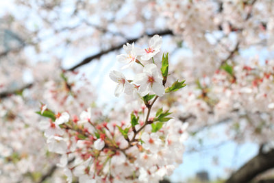 La Fleur de Cerisier, Signe du Printemps (+TUTO VIDEO)