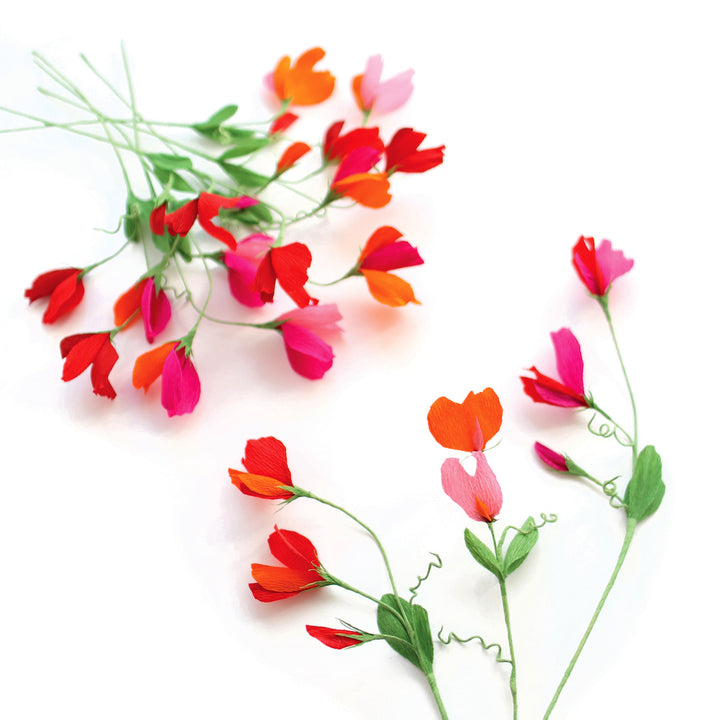 photo packshot des pois de senteur montés posés à plat du kit bouquet pois de senteur dans les tons rouge carmin,, prune, roses, orange et vert moyen « passion » adeline klam