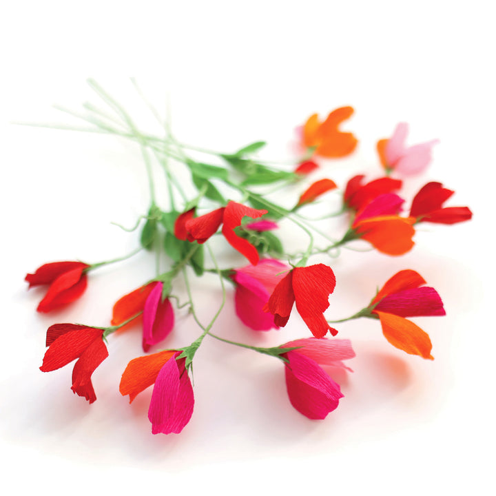 photo packshot des pois de senteur montés posés à plat du kit bouquet pois de senteur dans les tons rouge carmin,, prune, roses, orange et vert moyen « passion » adeline klam
