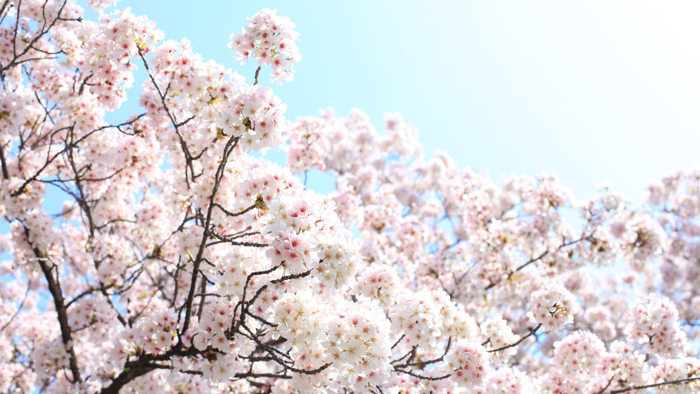 Kit 3 Branches de Fleurs de Cerisier en Crépon – Adeline Klam