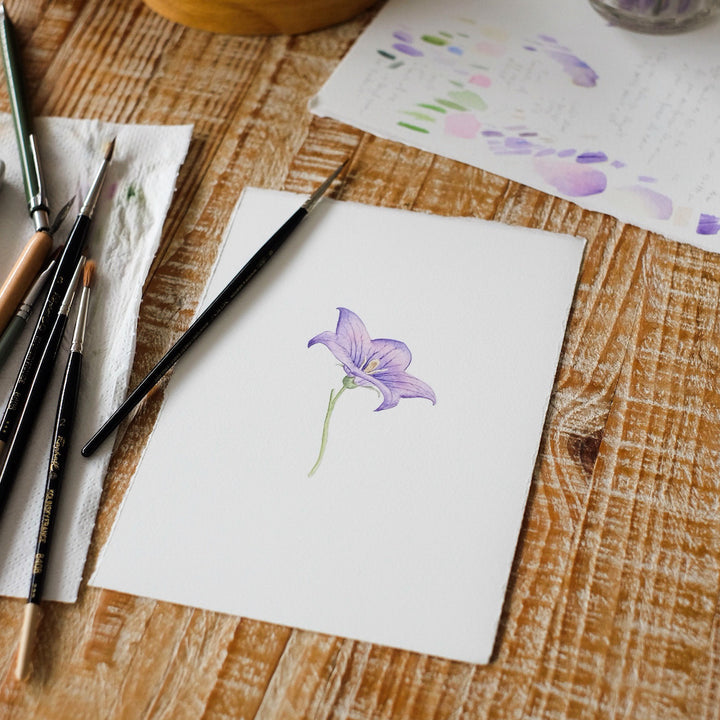 photo d'ambiance de biais de l'atelier d'aquarelle botanique fleur de campanule d'anne-solange tardy