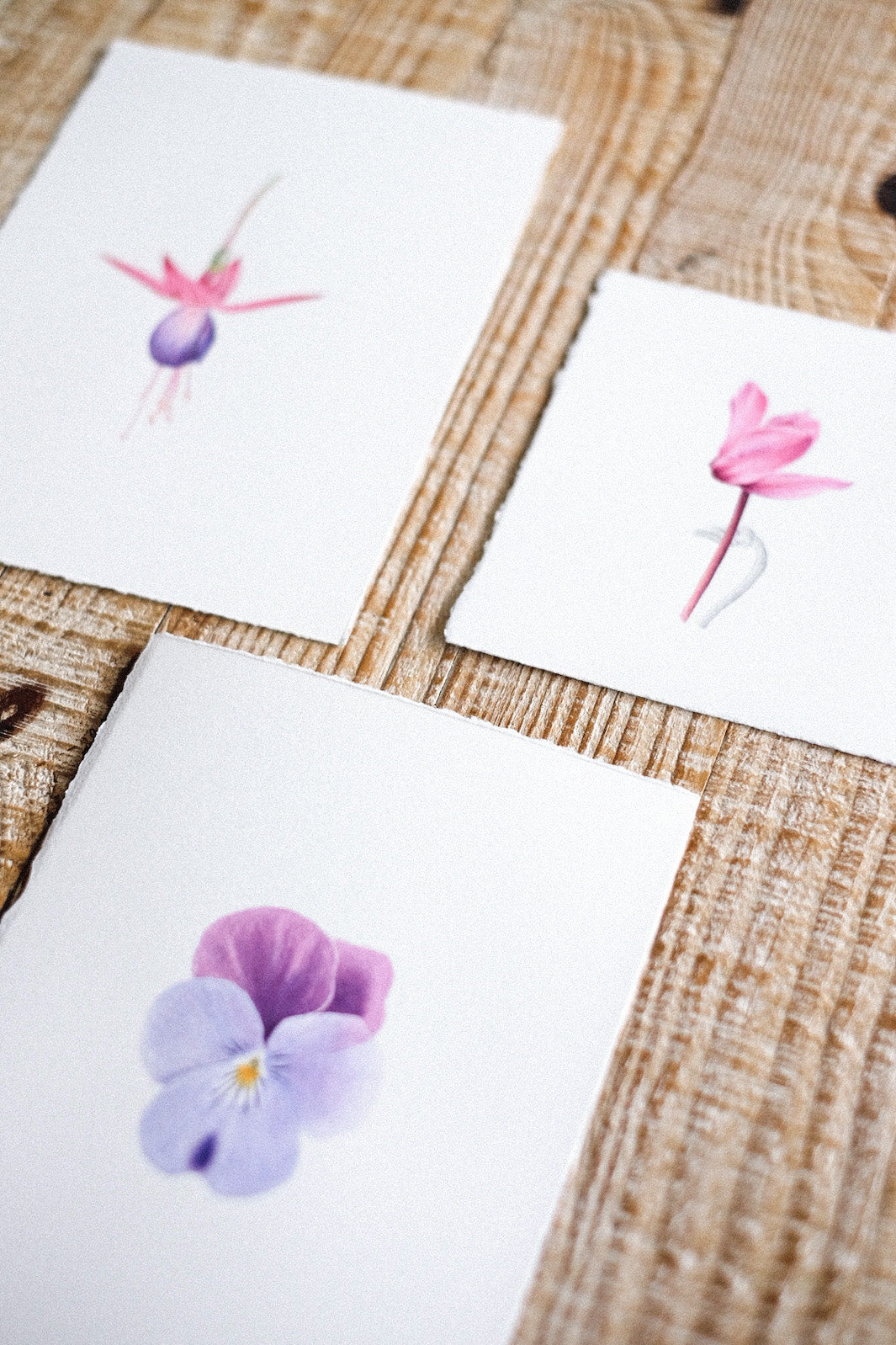 photo d'ambiance de biais de l'atelier d'aquarelle botanique pensée, fuchsia et cyclamen d'anne-solange tardy