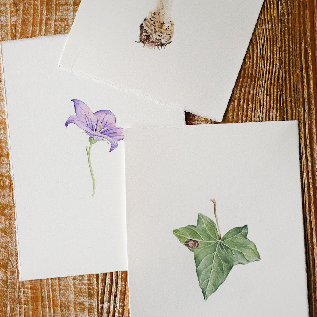 photo d'ambiance de biais des ateliers d'aquarelle botanique champignon, fleur de campanule et de feuille de lierre d'anne-solange tardy