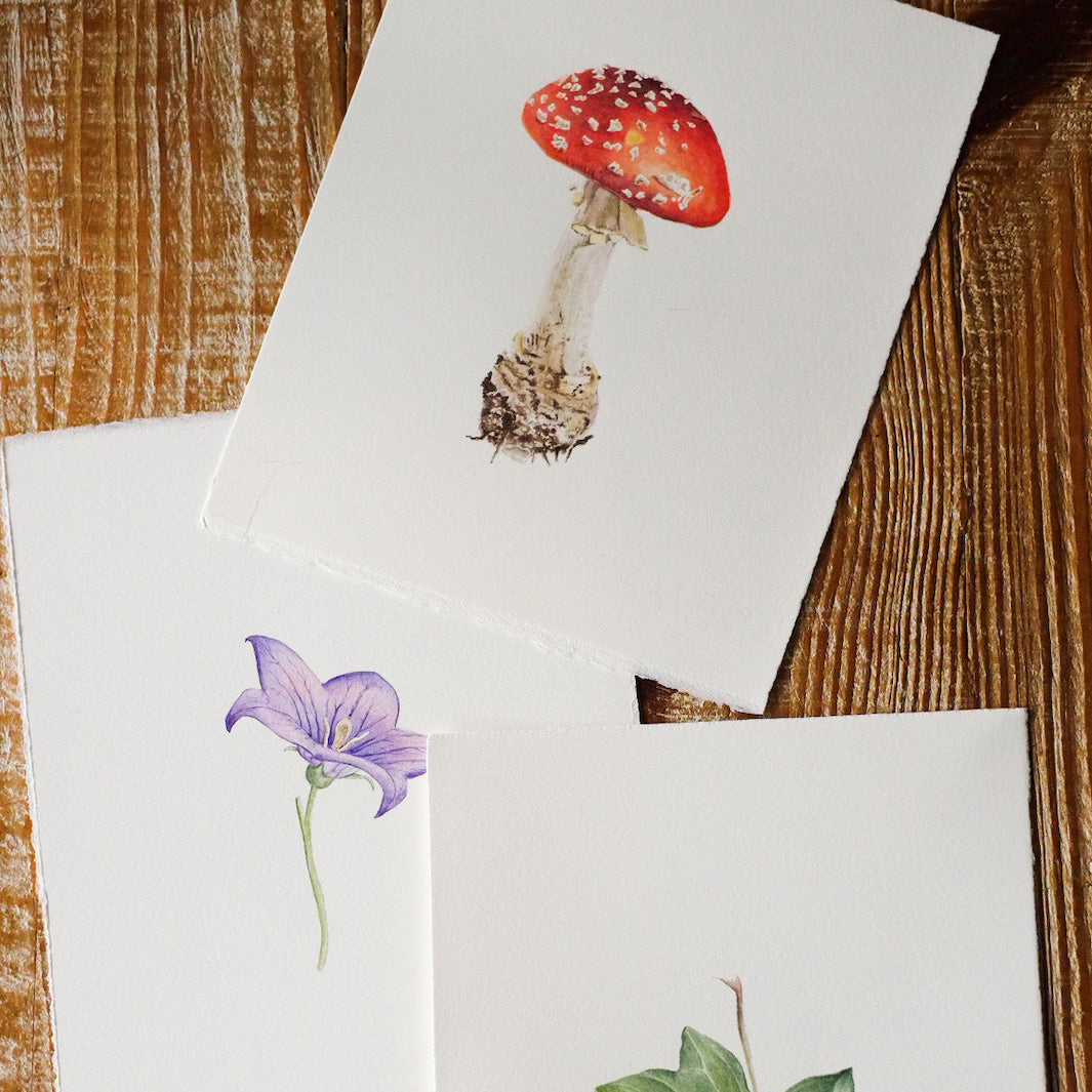 photo d'ambiance de biais des ateliers d'aquarelle botanique champignon, fleur de campanule et de feuille de lierre d'anne-solange tardy