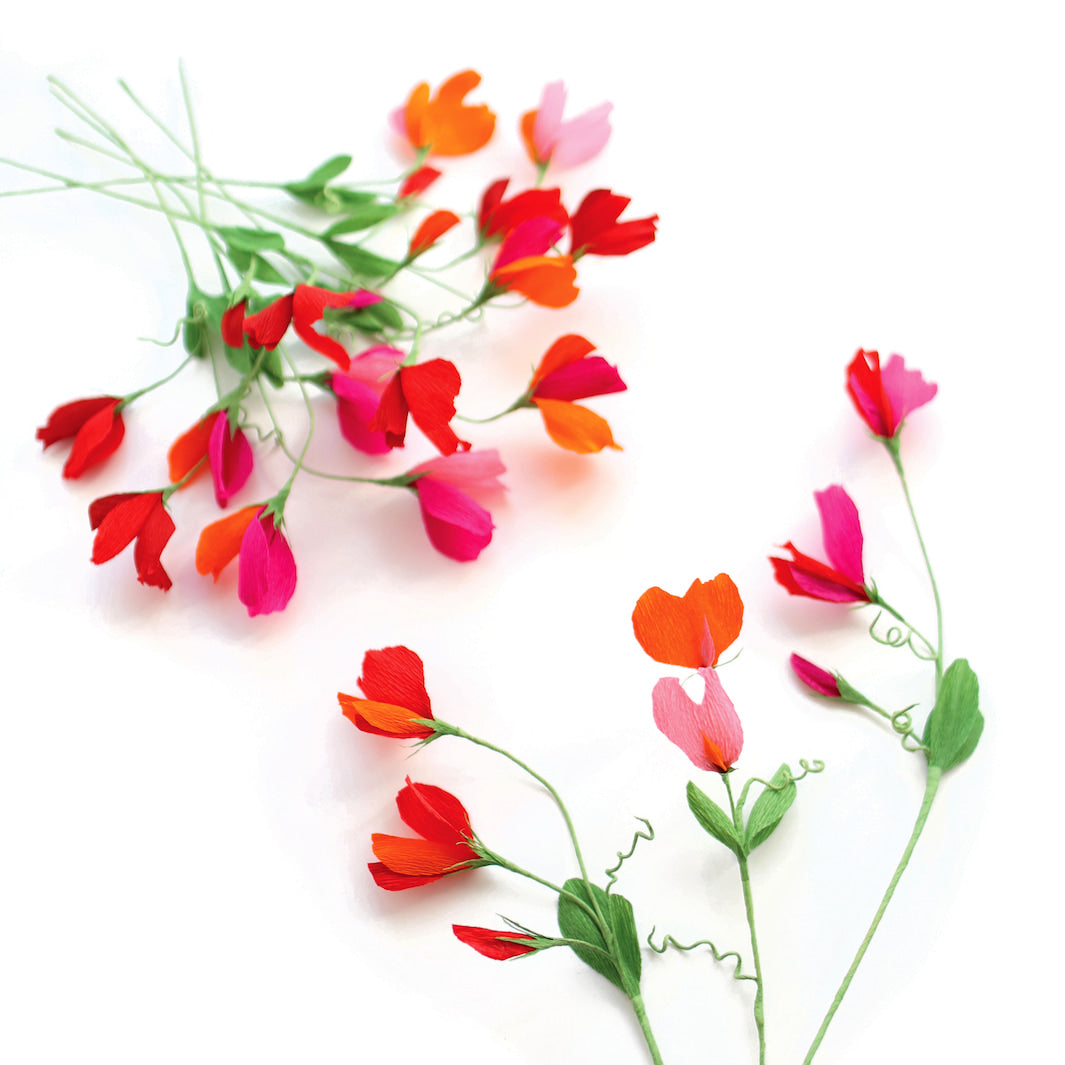 photo packshot des pois de senteur montés posés à plat du kit bouquet pois de senteur dans les tons rouge carmin,, prune, roses, orange et vert moyen « passion » adeline klam