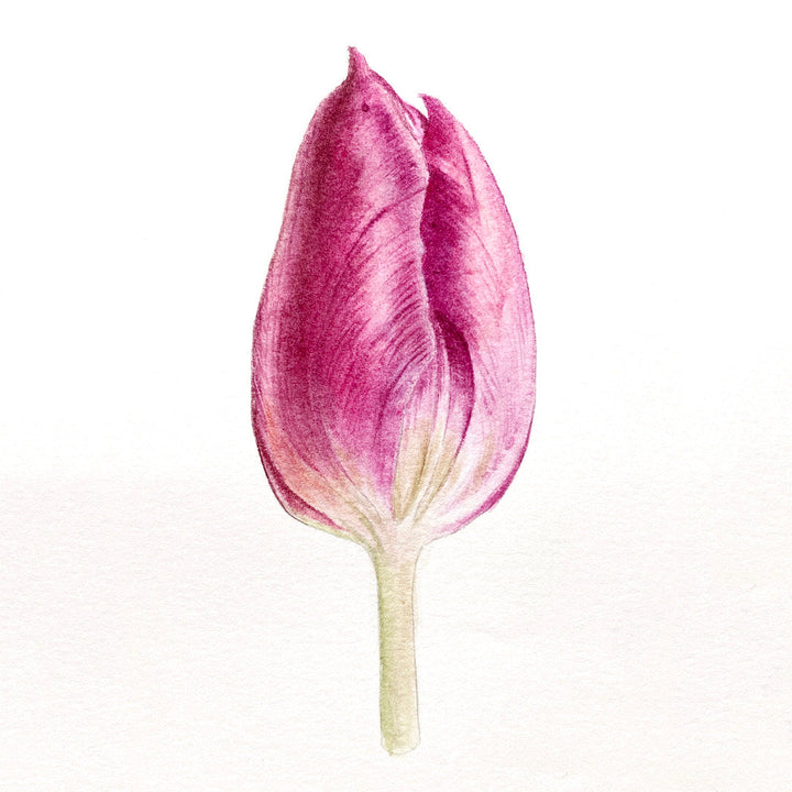 Atelier Aquarelle Tulipe - Vendredi 13 Juin 2025 - 14h30